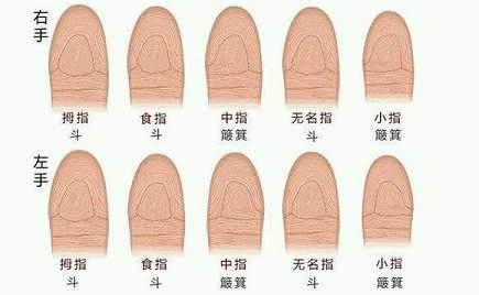 人手指上有几个斗，背后常有贵人撑腰40岁发贵人财