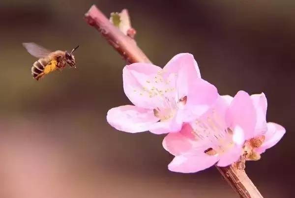 春风三月，桃花作伴，这种吃法你学会了吗？