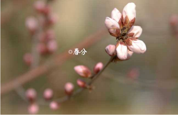 玄何师傅：十二生肖3月20日—26日运势