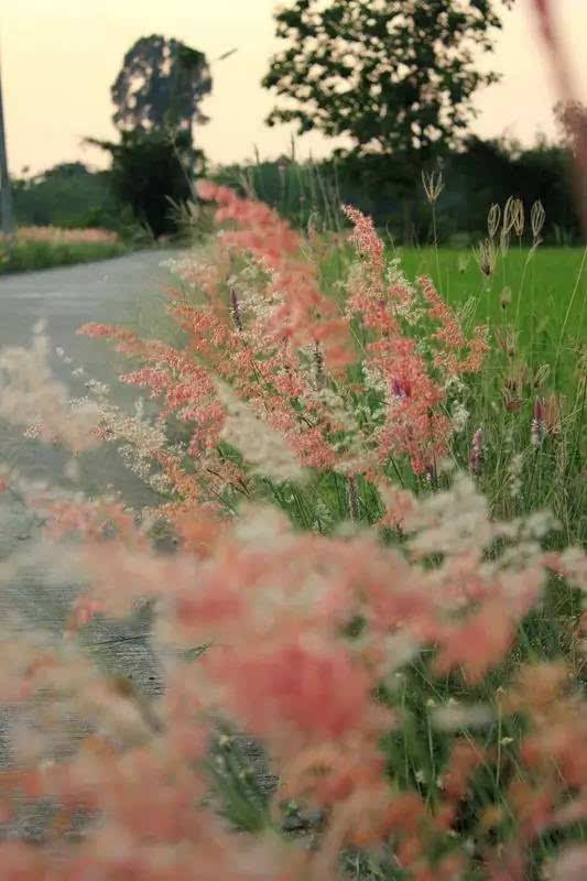 陌上花开，可缓缓归矣