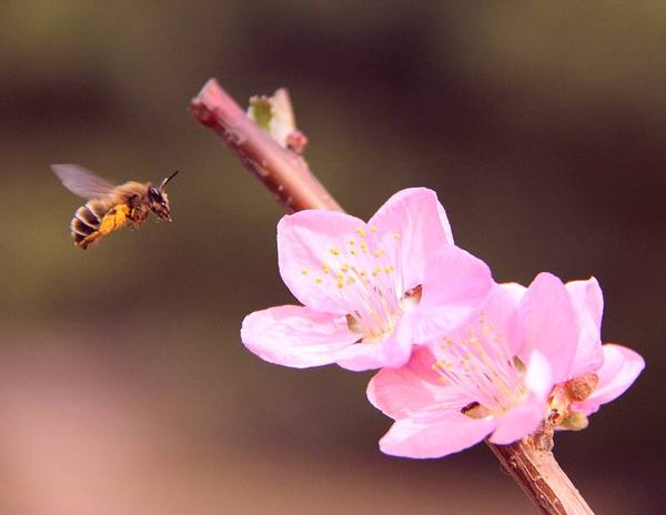 犯桃花可以这样去化解