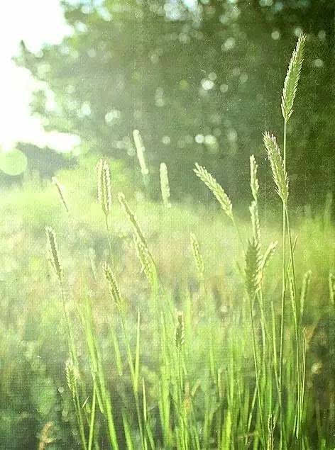 陌上花开，可缓缓归矣