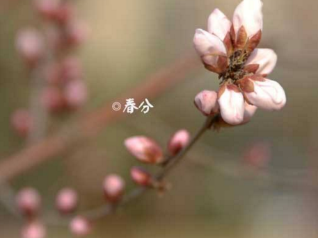 十二生肖3月20日—26日运势