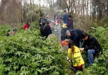 清明扫墓的九大禁忌，99%的人不知道，不是吓唬你！