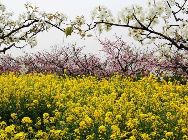 4月3日民俗预报与甲辰三月生肖日格趋势