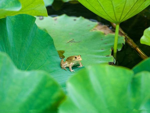 孔氏风水生肖运势金钱卦测定：2017年4月14星期五