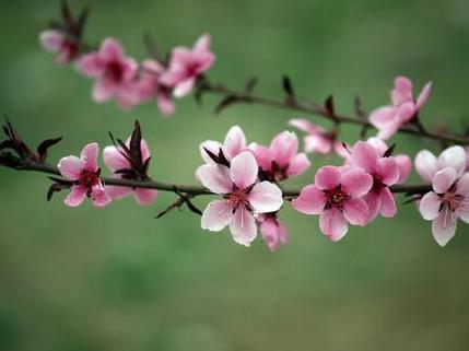 你真的知道你的“桃花”位在哪么？