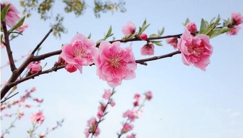 快看看这三大生肖有没有你，5月桃花旺！旺！旺！