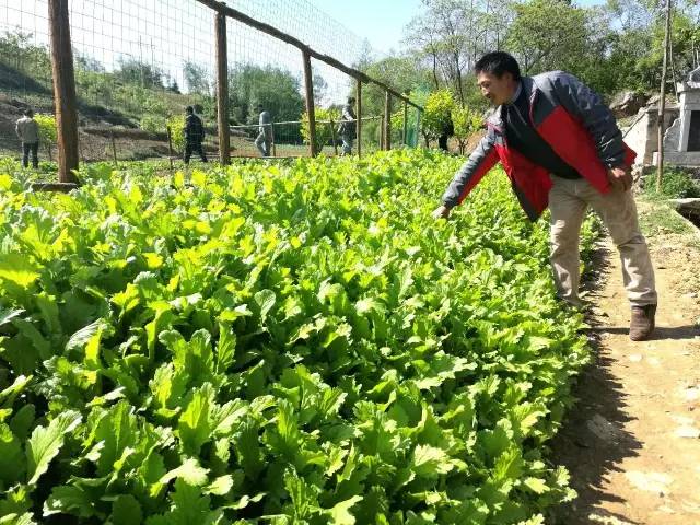 昭通出了个酸菜大王，一颗青菜卖出27元高价！