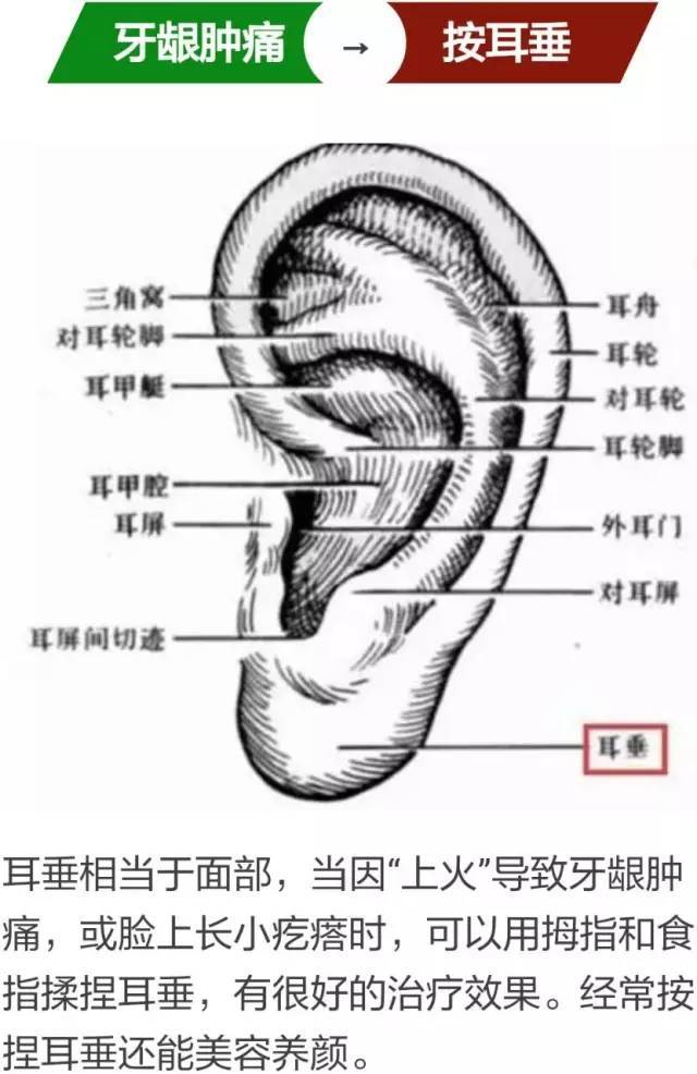 这个部位，拉的越多，肾就越好，男女都适合