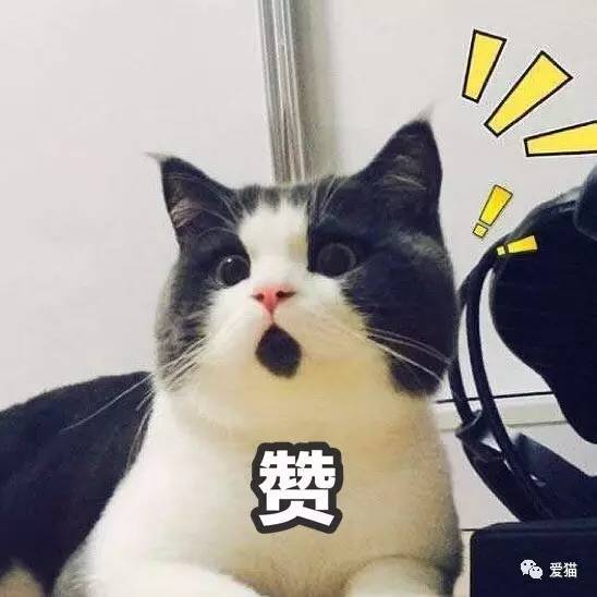 原来不同肉垫的猫咪，适合不同星座的人养...