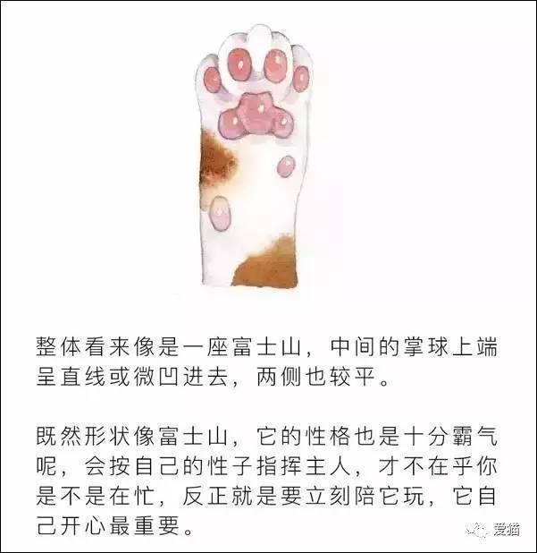 原来不同肉垫的猫咪，适合不同星座的人养...