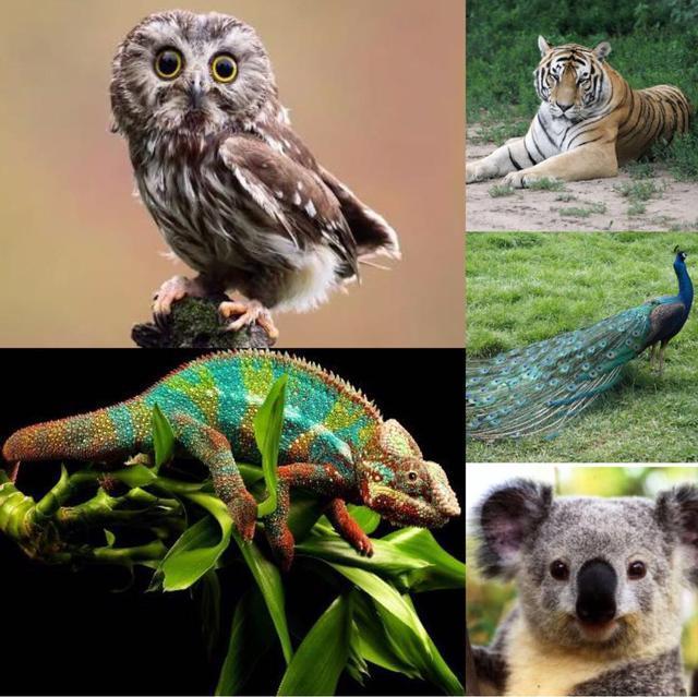 心理测试：五个动物选一个，三秒测出你的长处！