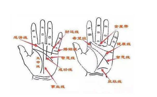 聪明人还是糊涂人，智慧线可以告诉你