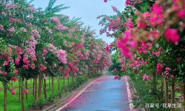 1棵紫薇开花1000朵，花期达100天，人称“百日红”，能活100年