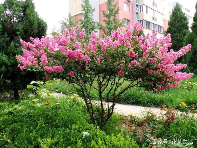 1棵紫薇开花1000朵，花期达100天，人称“百日红”，能活100年