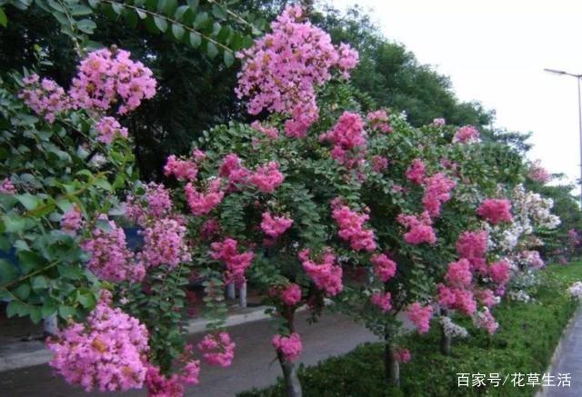 1棵紫薇开花1000朵，花期达100天，人称“百日红”，能活100年