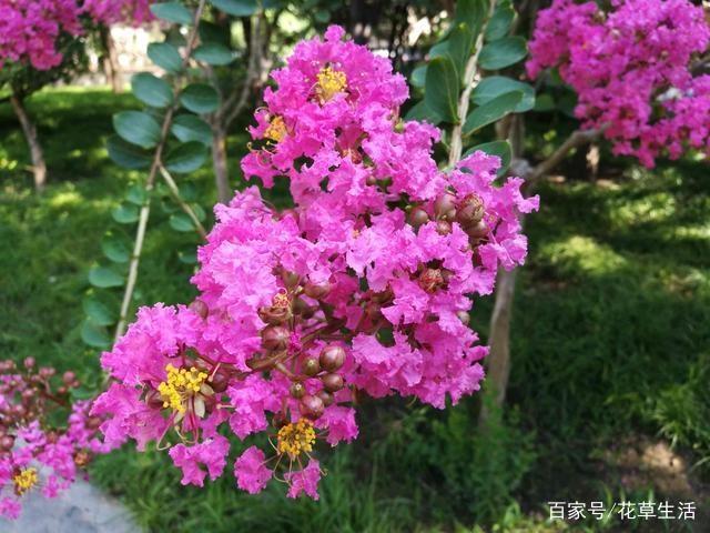 1棵紫薇开花1000朵，花期达100天，人称“百日红”，能活100年