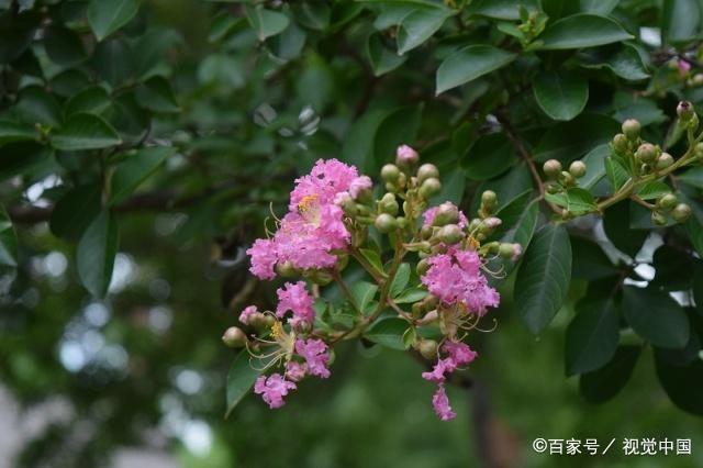 紫薇这么好的花卉植物，养好如此的简单