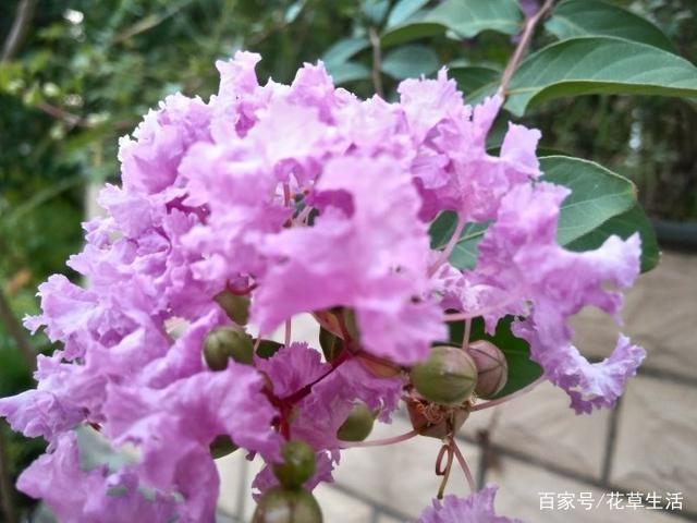 1棵紫薇开花1000朵，花期达100天，人称“百日红”，能活100年