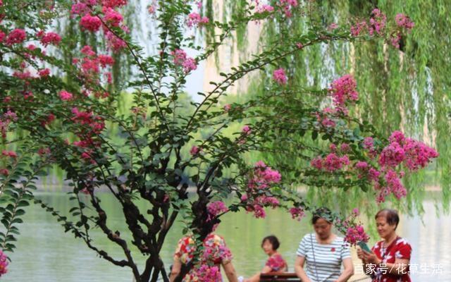 1棵紫薇开花1000朵，花期达100天，人称“百日红”，能活100年