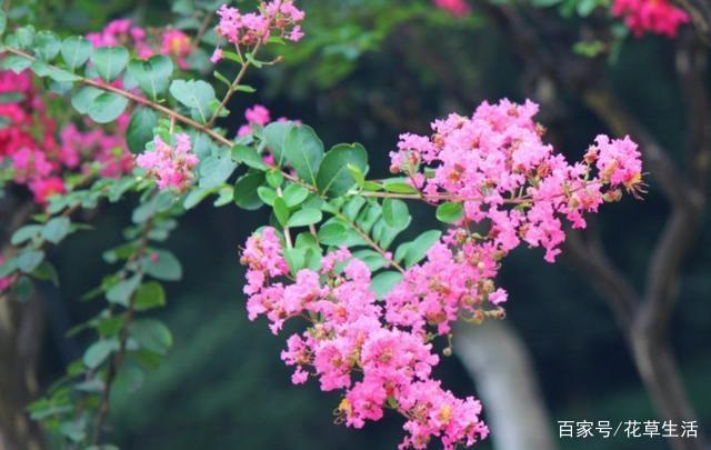 1棵紫薇开花1000朵，花期达100天，人称“百日红”，能活100年