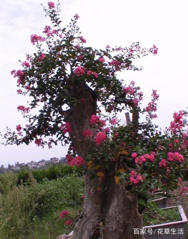 1棵紫薇开花1000朵，花期达100天，人称“百日红”，能活100年