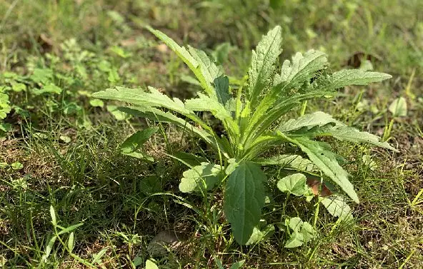 原创            2019年十二下半年生肖女命桃花运程