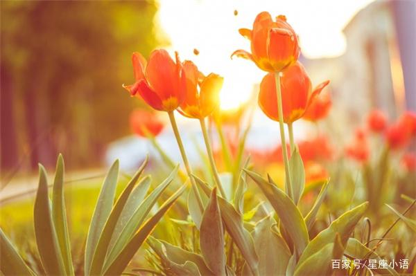 6月上旬财星助力，觅得商机，财运就此腾飞，金银富贵相随的生肖