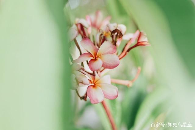 天蝎座：你有你的骄傲的冷眼，我有我痴情的深蓝