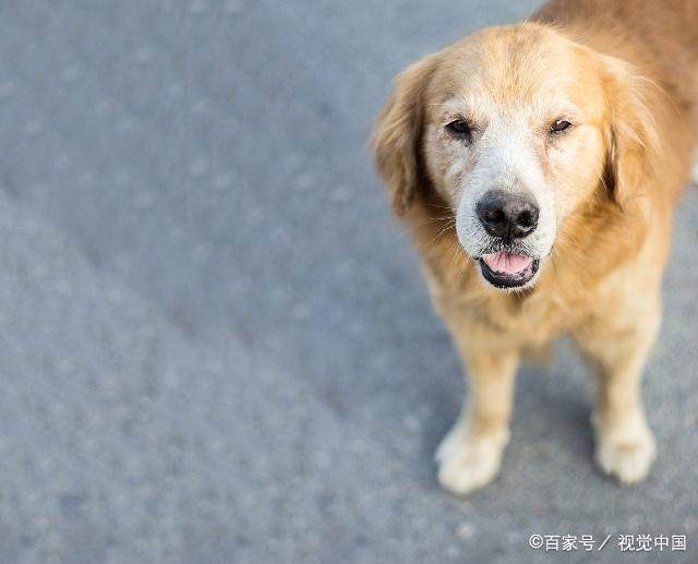 属狗的人名字中如果带上这几个“字”一生运势会非常好