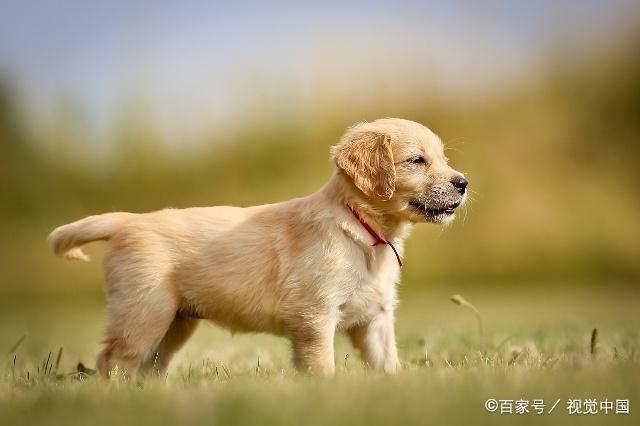 不同年份出生的属狗人在2020年的情感运势大解析