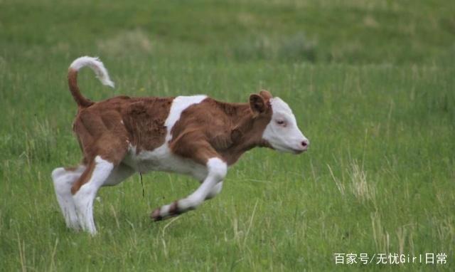 虽然属牛的人勤劳、做事踏实！但他们也有不为人知的一面！