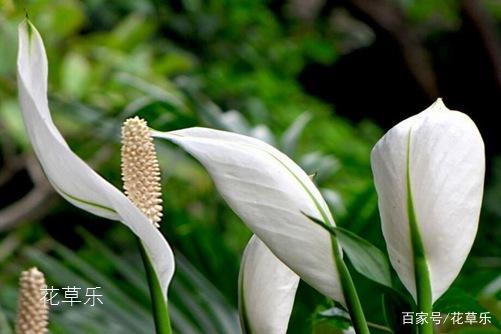 一帆风顺怎么养？养一帆风顺有什么好处和风水禁忌