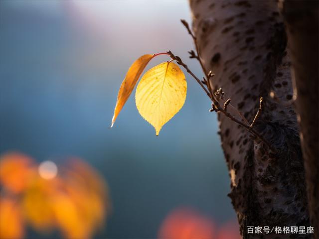 狮子座：你眼中的春秋，胜过我见过的一切山川河流