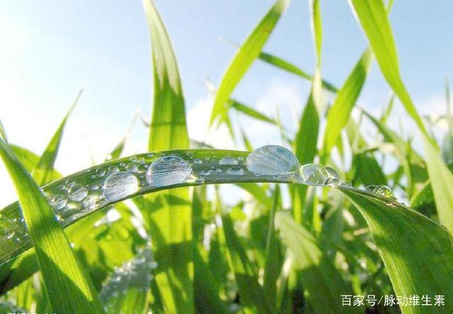 植物的景观与风水