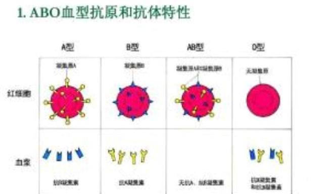 血型A+A＝B?你见过父母都是A型血孩子却出现B型的吗？