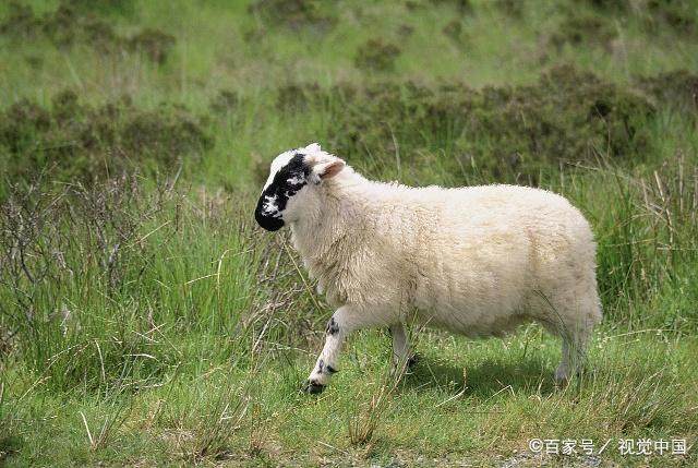 属羊人二月份真是福气多多！