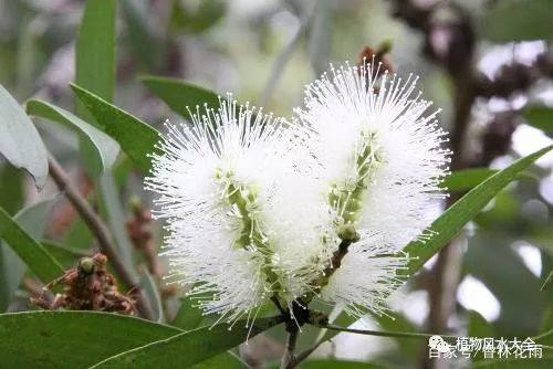 植物风水大全——植物的色彩与五行