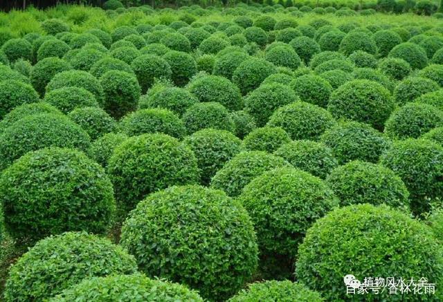 植物风水大全——植物的色彩与五行