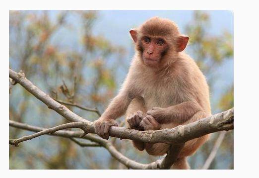 5月属猴人有“惊喜”！你家有属猴的吗？