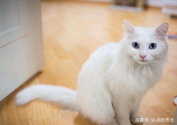 12星座专属“宠物猫”，处女座完美沙特尔猫，双鱼座善良布偶猫