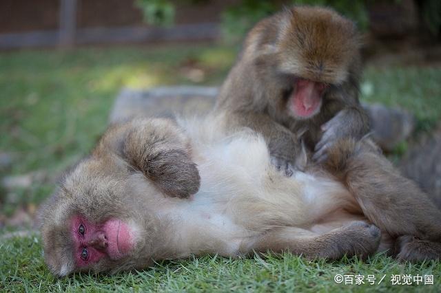 属猴人2019年农历二月的爱情运势