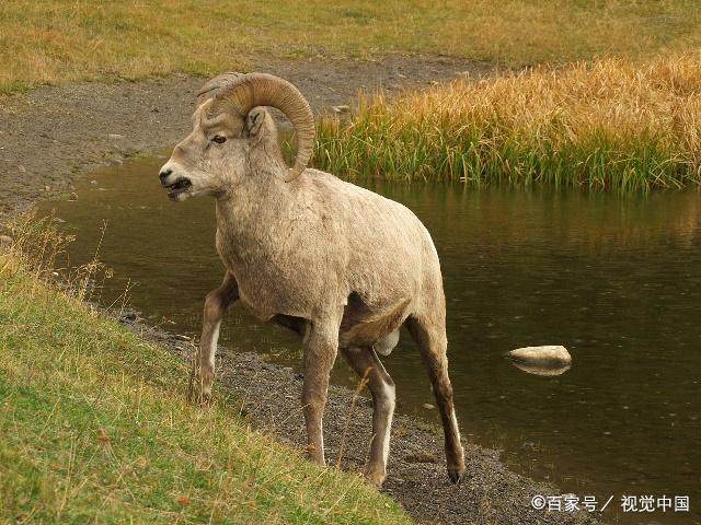 属羊人今年就要大丰收了！