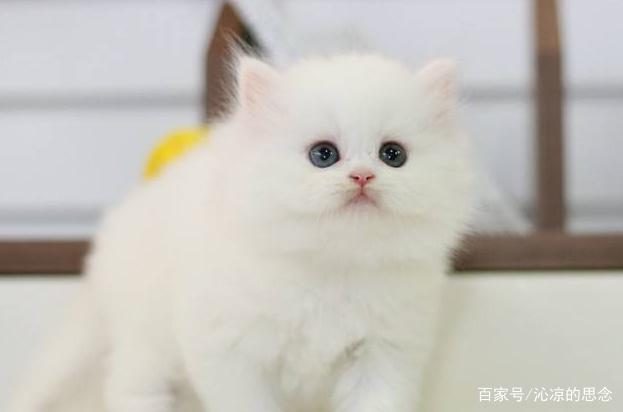 12星座专属“宠物猫”，处女座完美沙特尔猫，双鱼座善良布偶猫