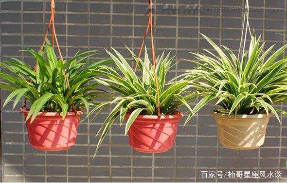 “属牛”人养什么植物可以旺财运？这5种植物来帮你