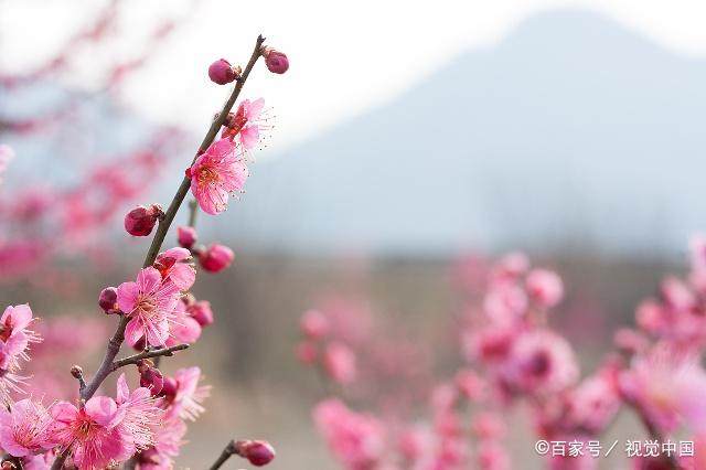 周易应用史上最经典案例：邵雍梅花诗预言，让人叹服的占卜神技