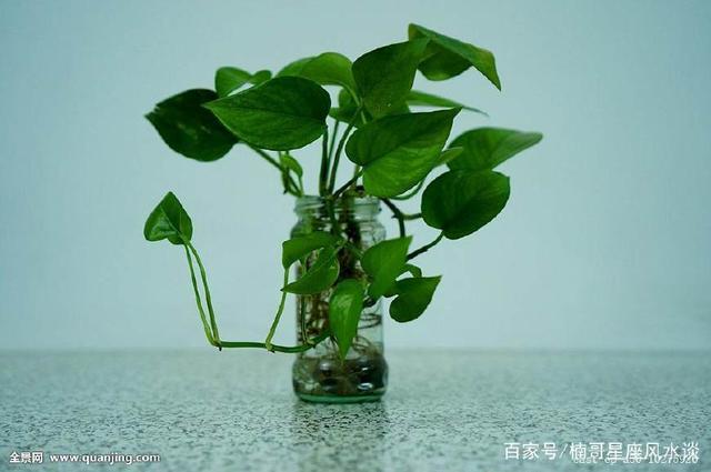 “属虎”人适合养哪5种旺财的植物？要想旺财，绿萝少不了