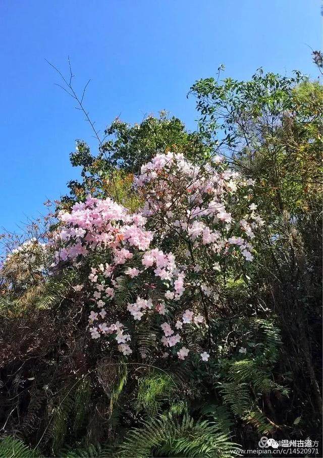 清明访千古明相刘伯温故里，探九龙抢珠之风水宝地