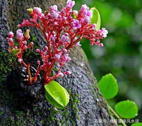 “属牛”人养什么植物可以旺财运？这5种植物来帮你